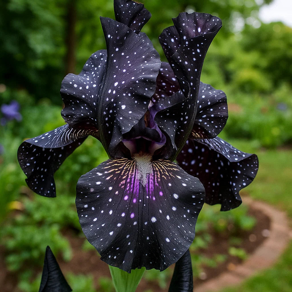 BloomAura – Exotic Tall Bearded Iris Flower – The Starry Night / 2 Iris Rhizomes