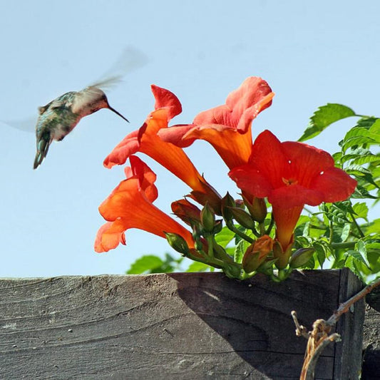 FloraAura "Hummingbird Carpet" – Epilobium garrettii Rainbow Burst Seeds – Orange Glow