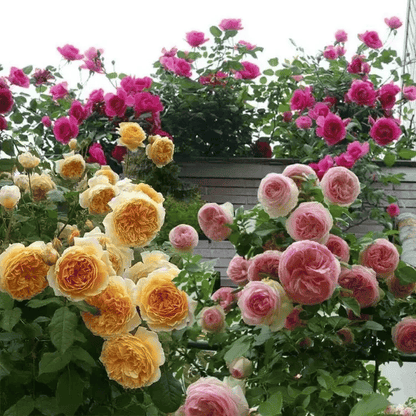 BloomVine – Beautiful Climbing Rose Seeds – image 19