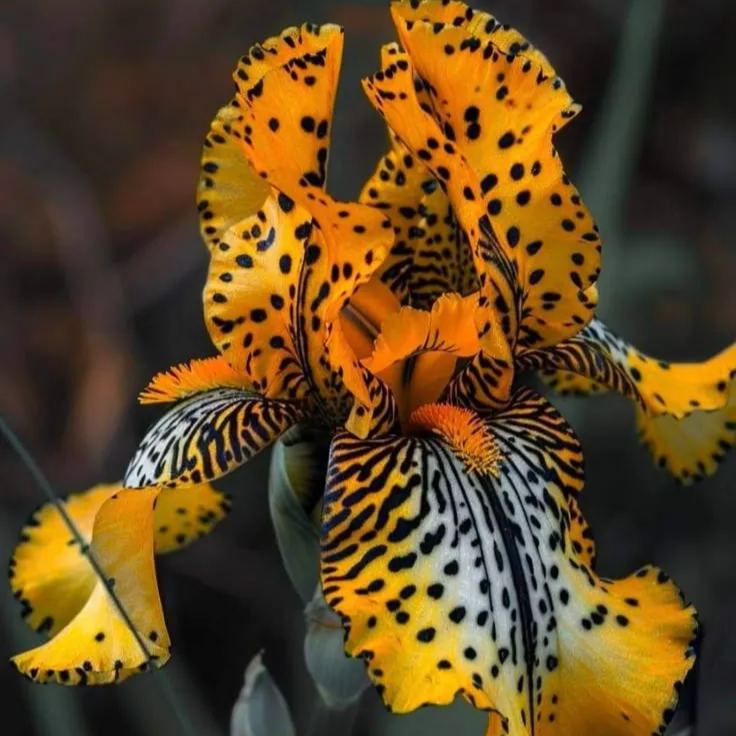 BloomAura – Exotic Tall Bearded Iris Flower – Yellow Amber / 2 Iris Rhizomes