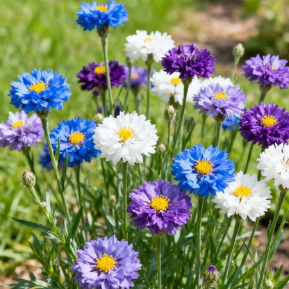 MeadowMagic Seeds – Pollinator Friendly Flower Blend – image 10