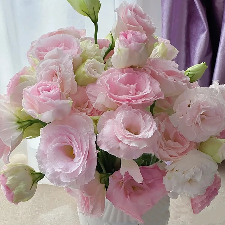 BloomRidge – Hardy Perennial Lisianthus Seeds – Light Pink / 100 Seeds
