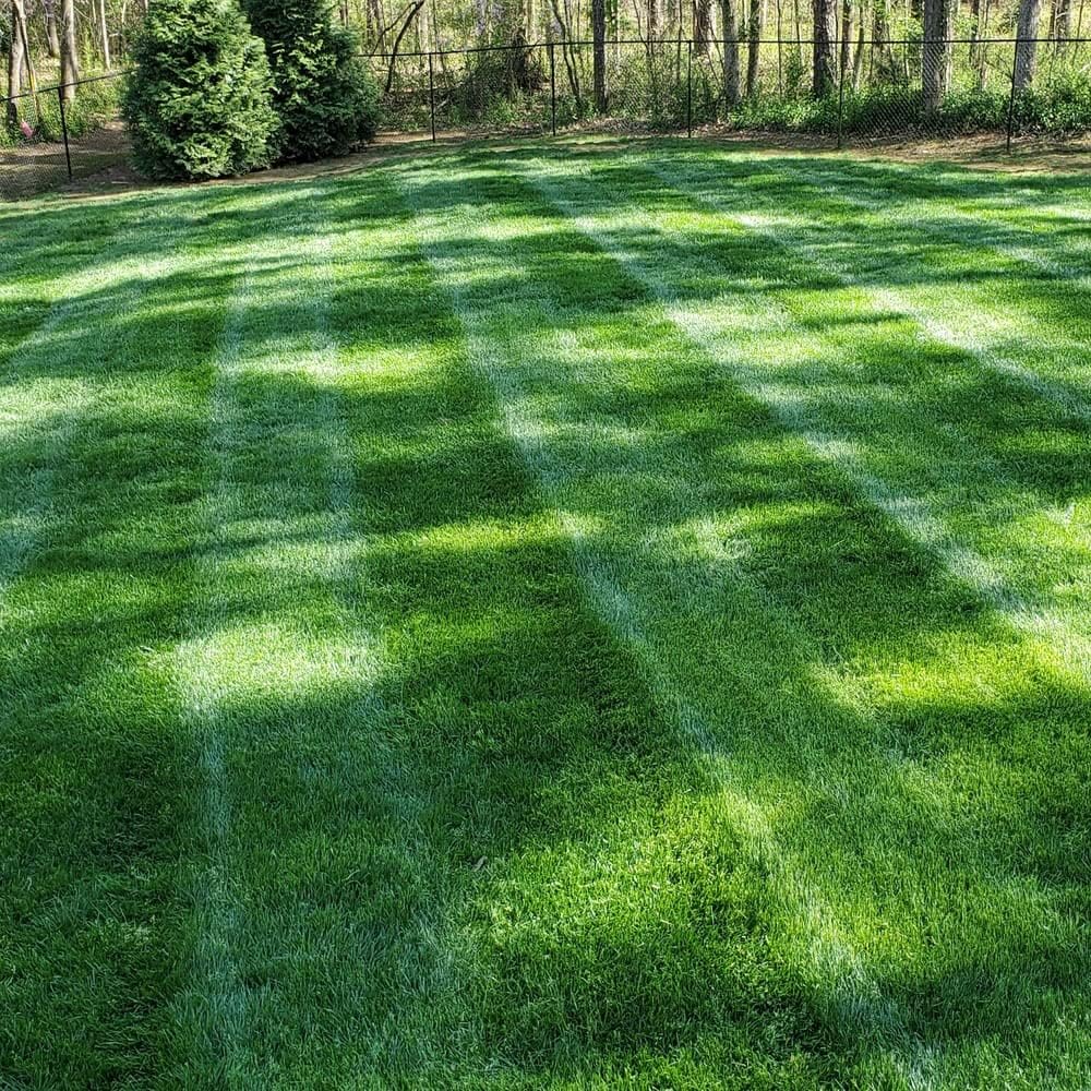 LawnRevive – Quick Repair Grass Seed Mix – image 3