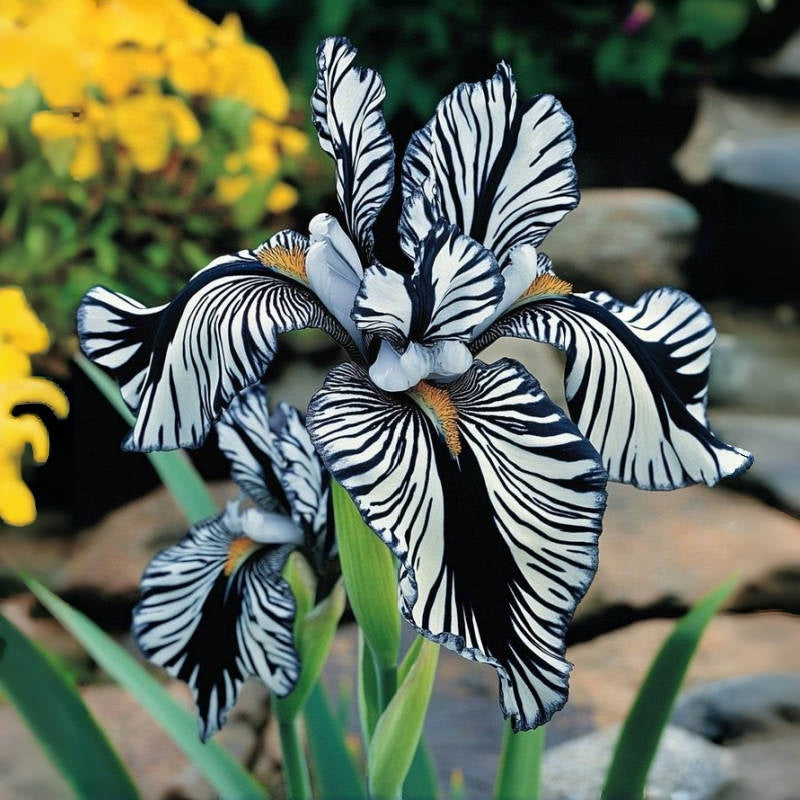 BloomAura – Exotic Tall Bearded Iris Flower – Zebra / 2 Iris Rhizomes