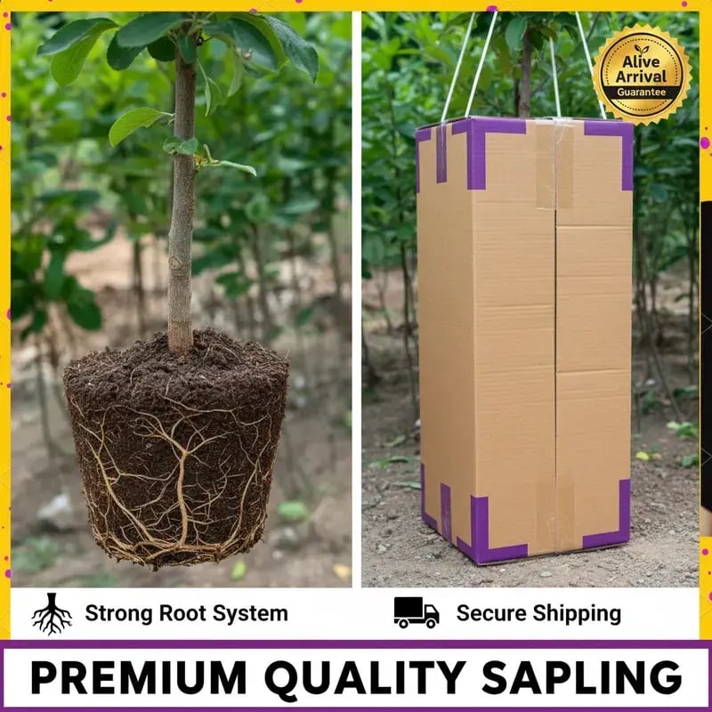 PureHarvest – Heirloom Non-GMO Grafted Plum Tree Sapling – image 8