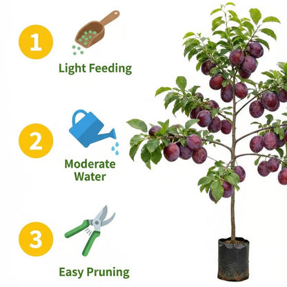 PureHarvest – Heirloom Non-GMO Grafted Plum Tree Sapling – image 9