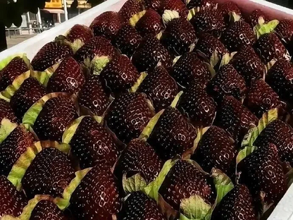 ShadowBerry - Exotic Black Strawberry Seeds – image 3