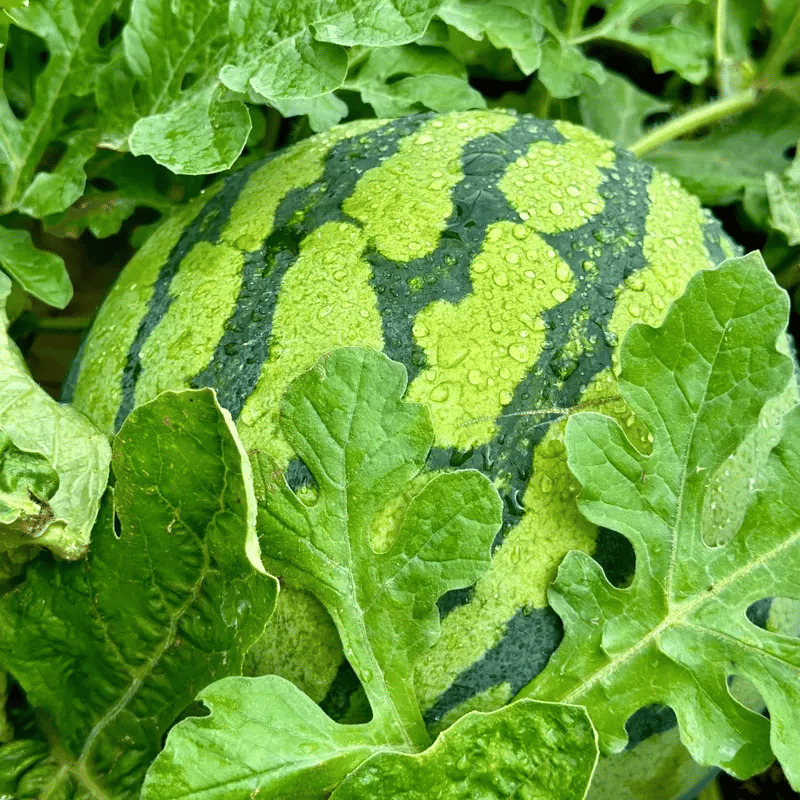 SeedHarvest – Heirloom Non-GMO Watermelon Seeds (50/100PCS) – image 6