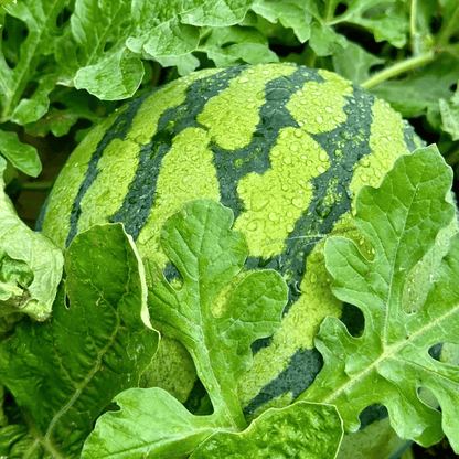 SeedHarvest – Heirloom Non-GMO Watermelon Seeds (50/100PCS) – image 6
