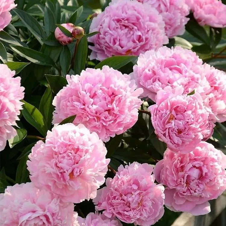 RoyalBloom - Luxurious Peony Flower Seeds | The Queen of Flowers – image 8