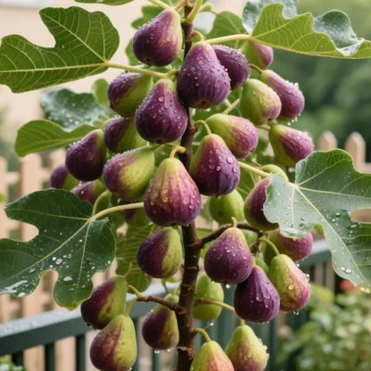 Mission Fig Seeds (Ficus carica) — Hardy, Easy-to-Grow Perennial Fruit Tree – image 2