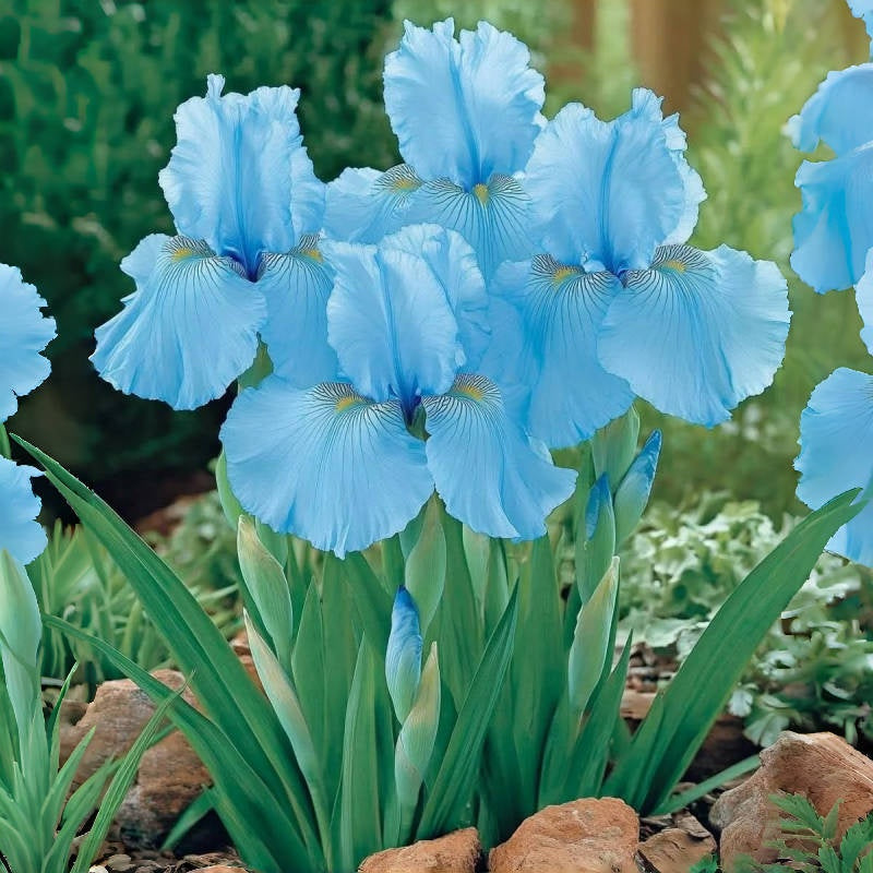 BloomAura – Exotic Tall Bearded Iris Flower – Alpine Blue Iris / 2 Iris Rhizomes