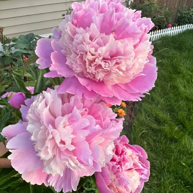 RoyalBloom - Luxurious Peony Flower Seeds | The Queen of Flowers – image 18