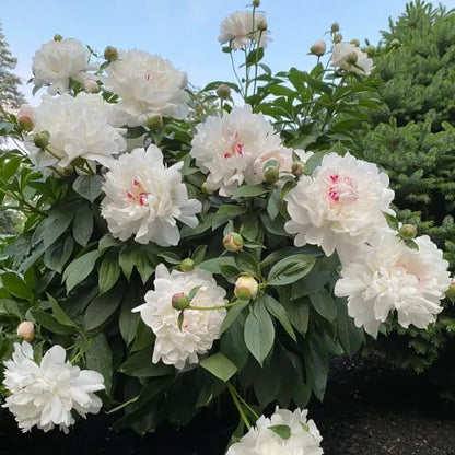 RoyalBloom - Luxurious Peony Flower Seeds | The Queen of Flowers – image 15