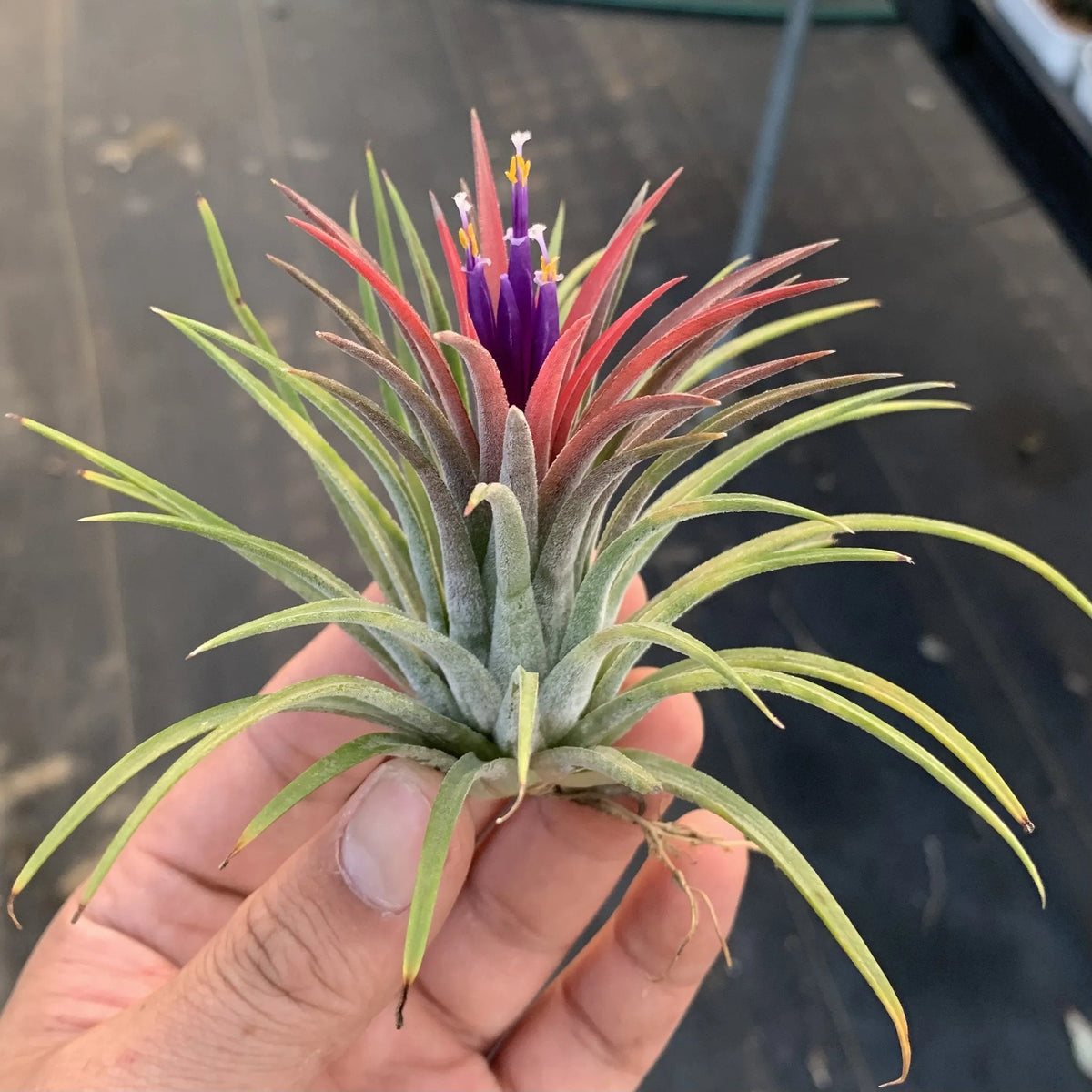 AquaBloom – Hanging Air Plant Jellyfish – image 2