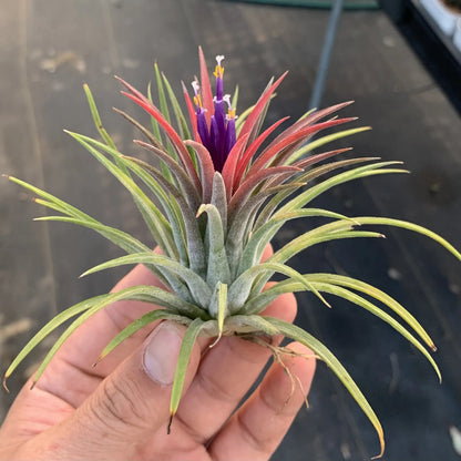 AquaBloom – Hanging Air Plant Jellyfish – image 2
