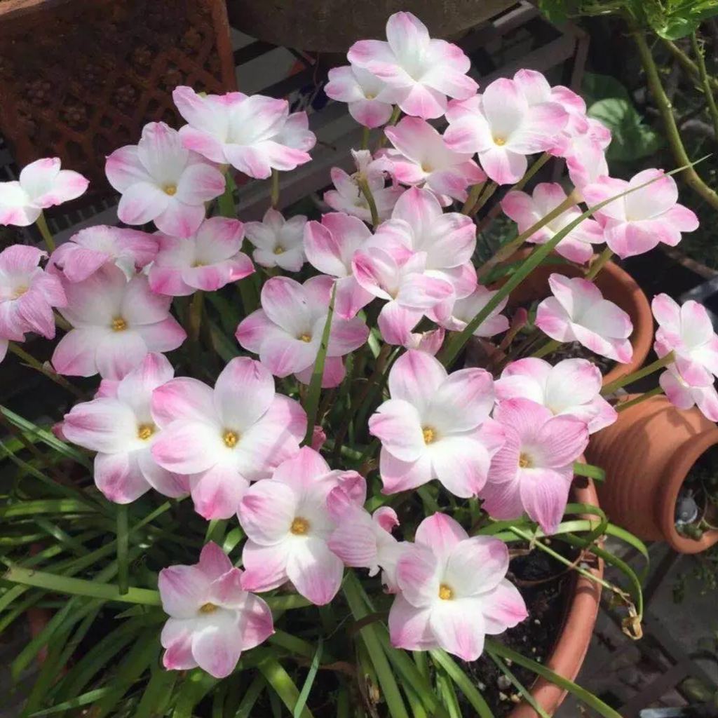 PetalBurst - Fast Bloom Flower Bulbs – Light Pink / 2 Bulbs