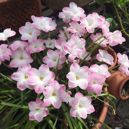 PetalBurst - Fast Bloom Flower Bulbs – Light Pink / 2 Bulbs