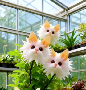 Enchant Your Garden! Magical Plants! Cat's Eye Dazzling Seeds ! – image 8