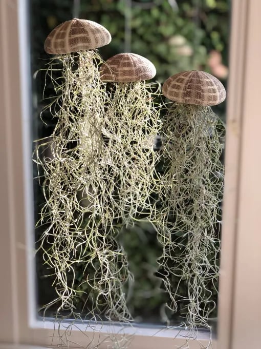 AquaBloom – Hanging Air Plant Jellyfish – image 11