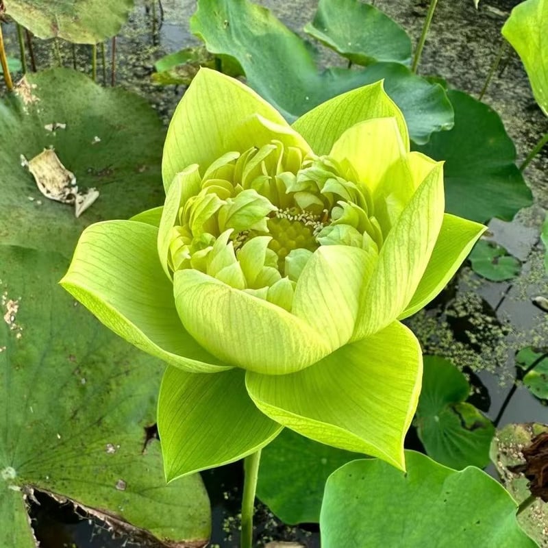 LotusBloom – The Sacred Bonsai Bowl Lotus Flower – image 20