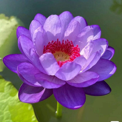 LotusBloom – The Sacred Bonsai Bowl Lotus Flower – Purple / 20 Seeds