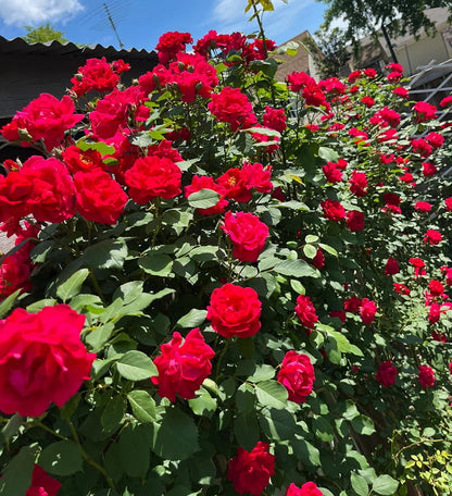 RoseCascade – Premium Climbing Rose Bulbs – image 19