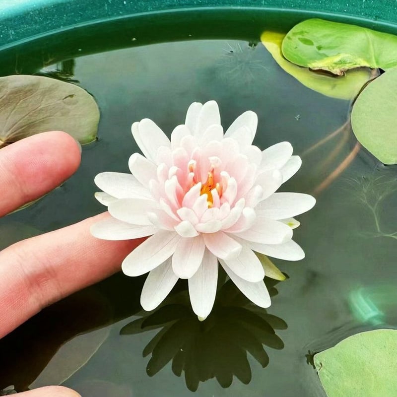 LotusBloom – The Sacred Bonsai Bowl Lotus Flower – image 13