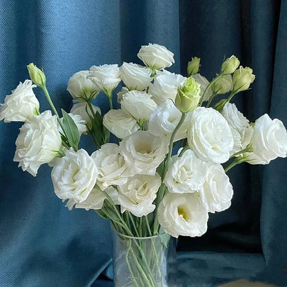 BloomRidge – Hardy Perennial Lisianthus Seeds – White / 100 Seeds
