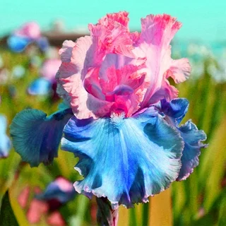 BloomAura – Exotic Tall Bearded Iris Flower – Cotton Candy Dream / 2 Iris Rhizomes