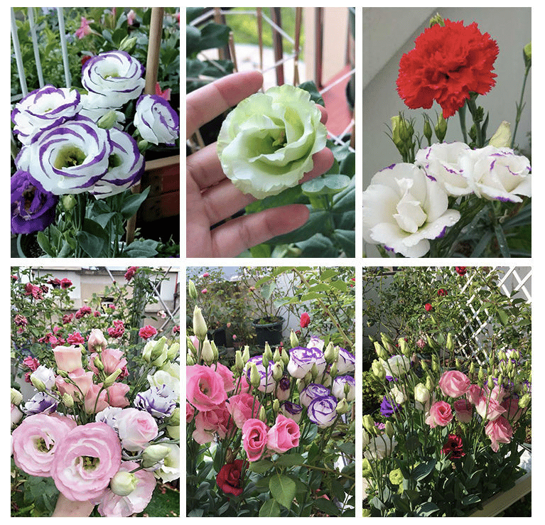 BloomRidge – Hardy Perennial Lisianthus Seeds – image 44