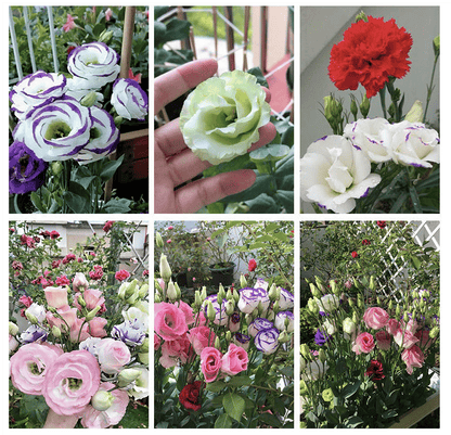 GardenMuse – Elegant Multi-Color Flower Seeds – image 4