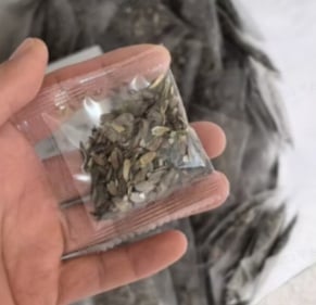 PurePetal – Zinnia Seeds for Vibrant Heirloom Flowers – image 2