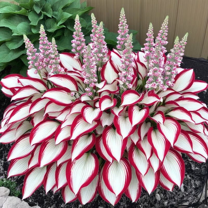 GardenÉlan – Rare Hosta Seeds for Home Gardens (100 Seeds) – Patriot
