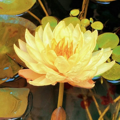 LotusBloom – The Sacred Bonsai Bowl Lotus Flower – Yellow / 20 Seeds