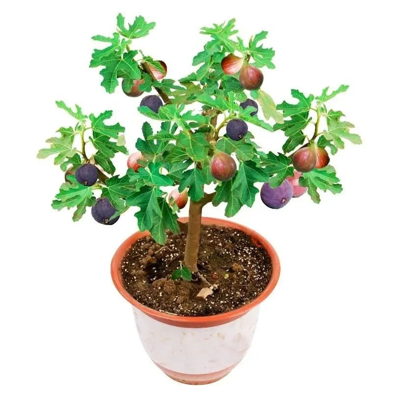 Mission Fig Seeds (Ficus carica) — Hardy, Easy-to-Grow Perennial Fruit Tree – image 5