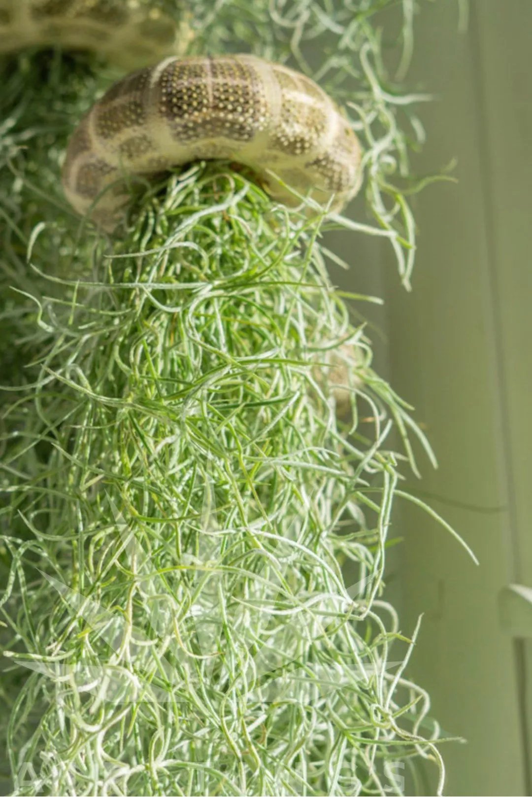 AquaBloom – Hanging Air Plant Jellyfish – Tillandsia usneoides