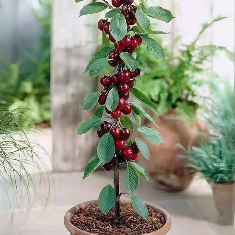 New Harvest) Sweet Cherry Seeds Pre-Primed for High Germination (99% Germination) – image 5