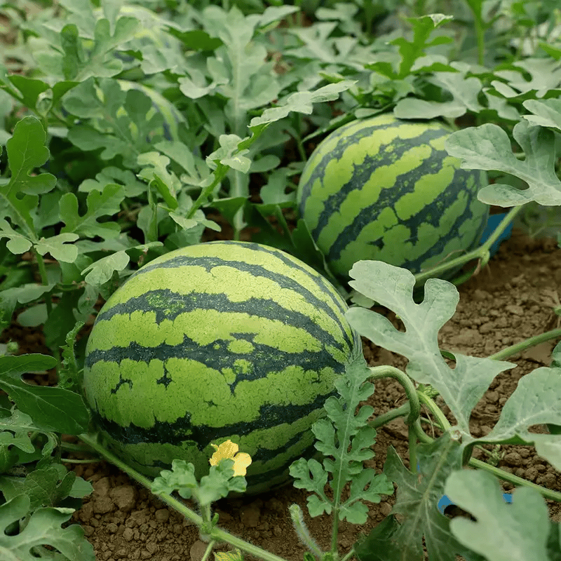 SeedHarvest – Heirloom Non-GMO Watermelon Seeds (50/100PCS) – 3pc