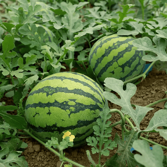 SeedHarvest – Heirloom Non-GMO Watermelon Seeds (50/100PCS) – 3pc