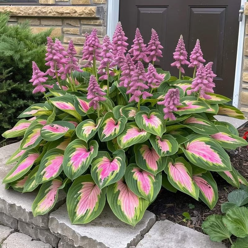 GardenÉlan – Rare Hosta Seeds for Home Gardens (100 Seeds) – Pink-Green