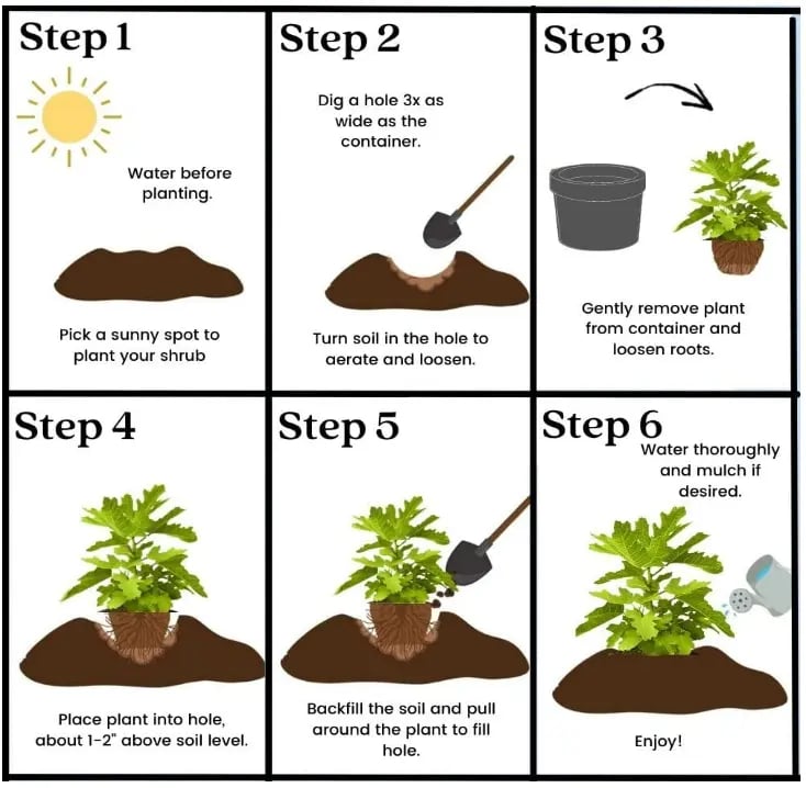 Mission Fig Seeds (Ficus carica) — Hardy, Easy-to-Grow Perennial Fruit Tree – image 3