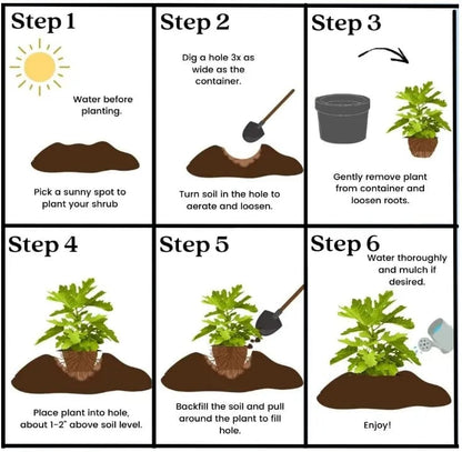 Mission Fig Seeds (Ficus carica) — Hardy, Easy-to-Grow Perennial Fruit Tree – image 3