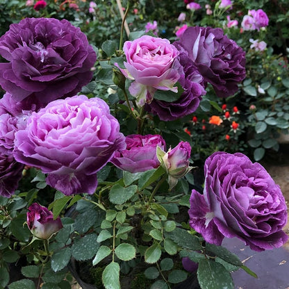BloomVine – Beautiful Climbing Rose Seeds – image 9
