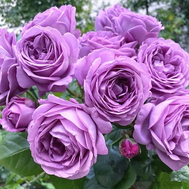 BloomVine – Beautiful Climbing Rose Seeds – image 10