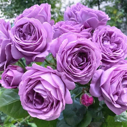 BloomVine – Beautiful Climbing Rose Seeds – image 10