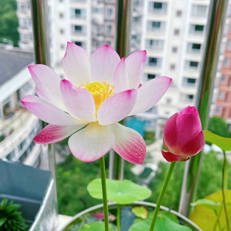 LotusBloom – The Sacred Bonsai Bowl Lotus Flower – image 16