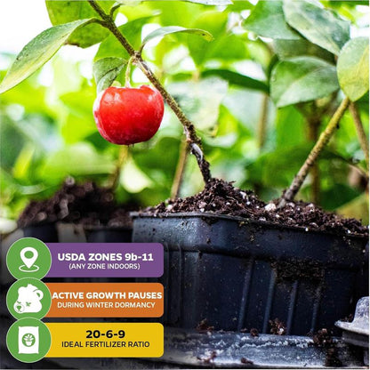 New Harvest) Sweet Cherry Seeds Pre-Primed for High Germination (99% Germination) – image 8