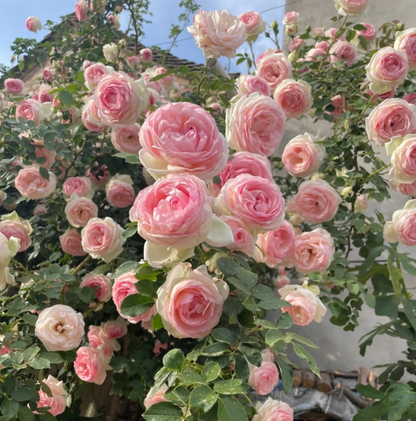 RoseCascade – Premium Climbing Rose Bulbs – Rosa / 2 Bulbs