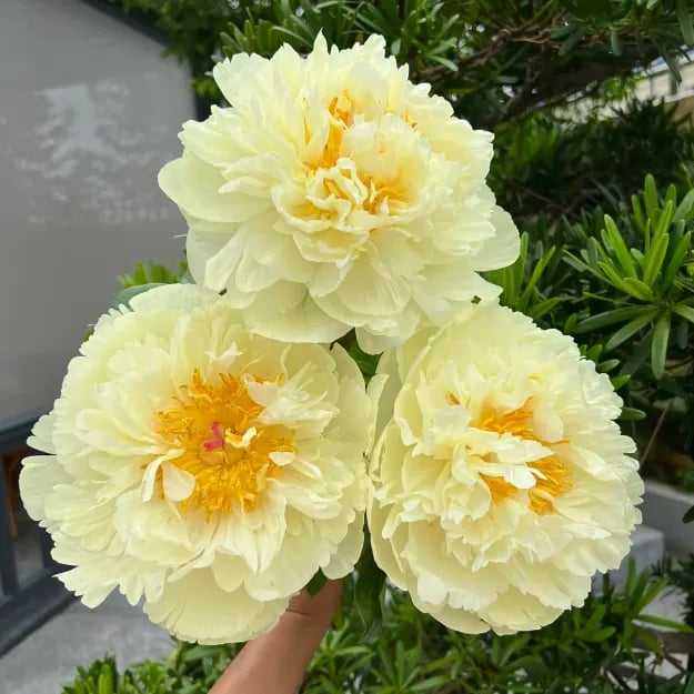 RoyalBloom - Luxurious Peony Flower Seeds | The Queen of Flowers – Yellow / 20 Seeds